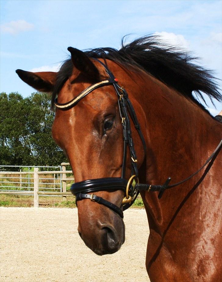 Dansk Varmblod Adeline RDH (SOLGT)  billede 15