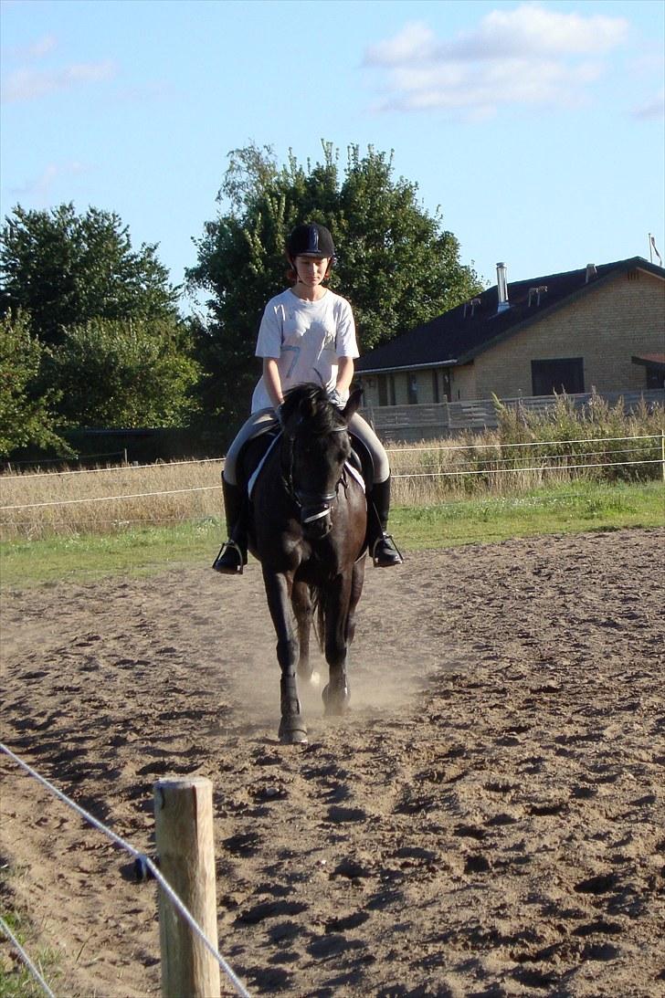 Anden særlig race Casanto - Billede 13 billede 14