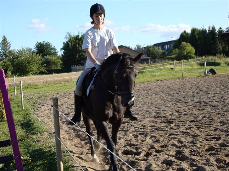 Anden særlig race Casanto - Billeder 15 billede 16