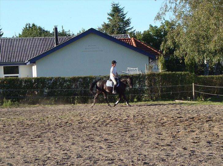 Anden særlig race Casanto - Billede 16 billede 17