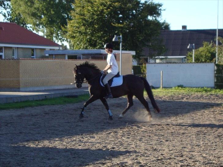 Anden særlig race Casanto - Billede 17 billede 18