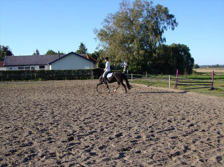 Anden særlig race Casanto - Billede 18 billede 19