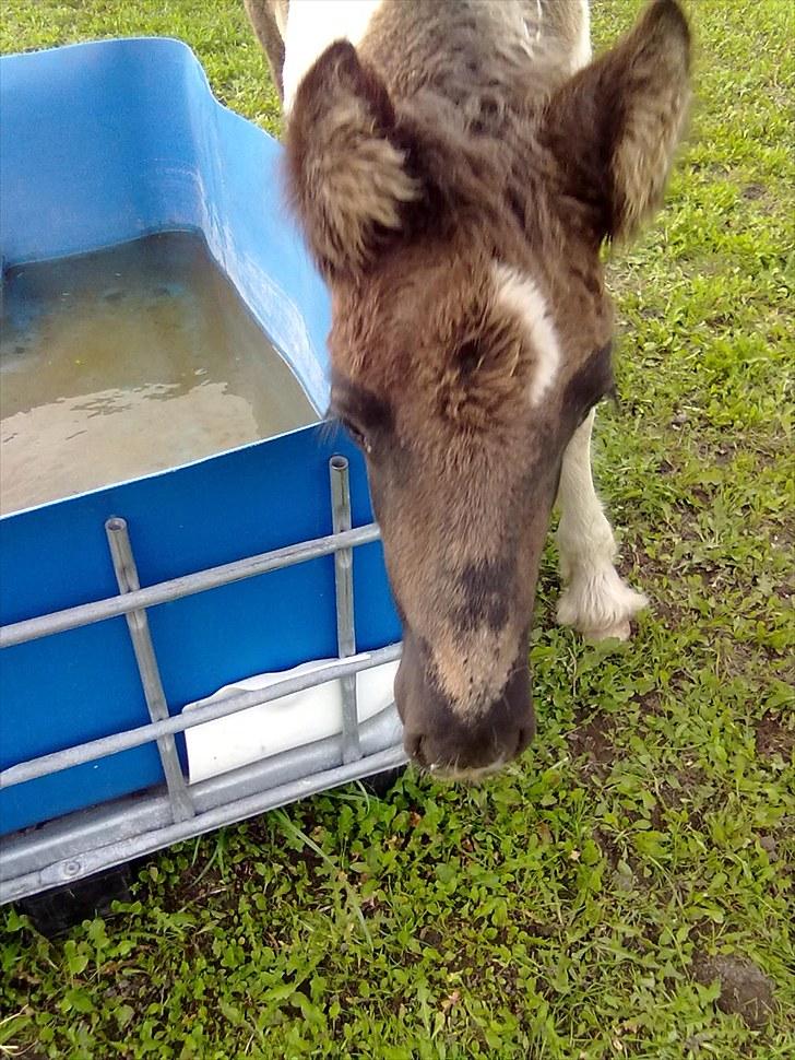 Tinker O'Malley billede 2