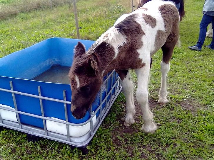 Tinker O'Malley billede 4