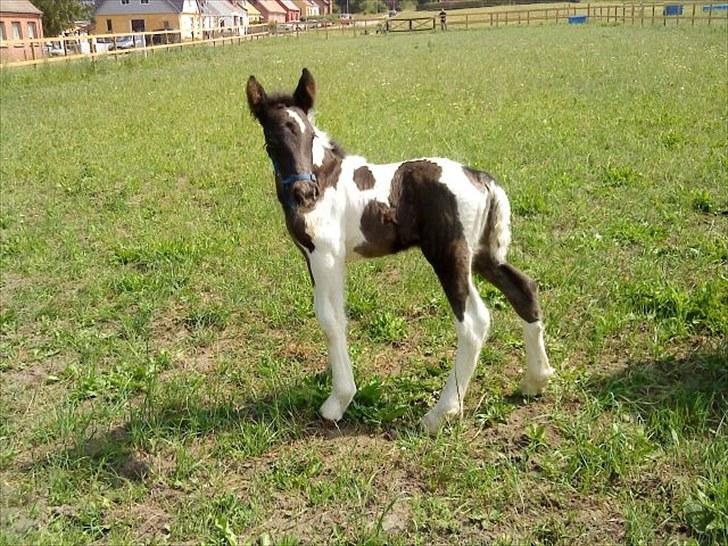 Tinker O'Malley billede 7