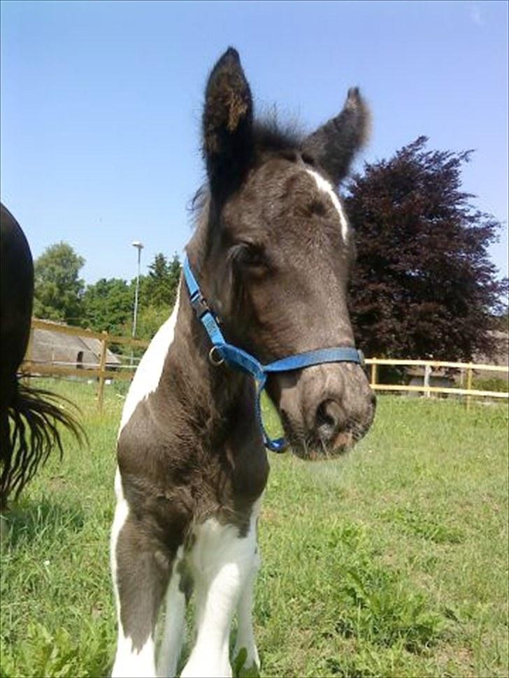 Tinker O'Malley billede 8