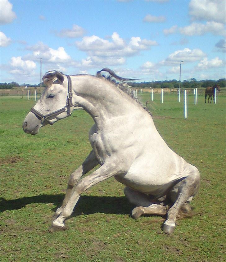 Arabisk fuldblod (OX) Wa`Heed El Haakim GL.part billede 19