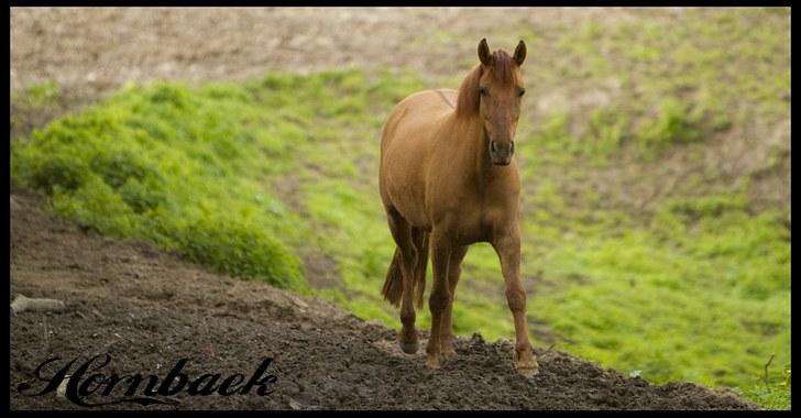 New Forest Pretty billede 12