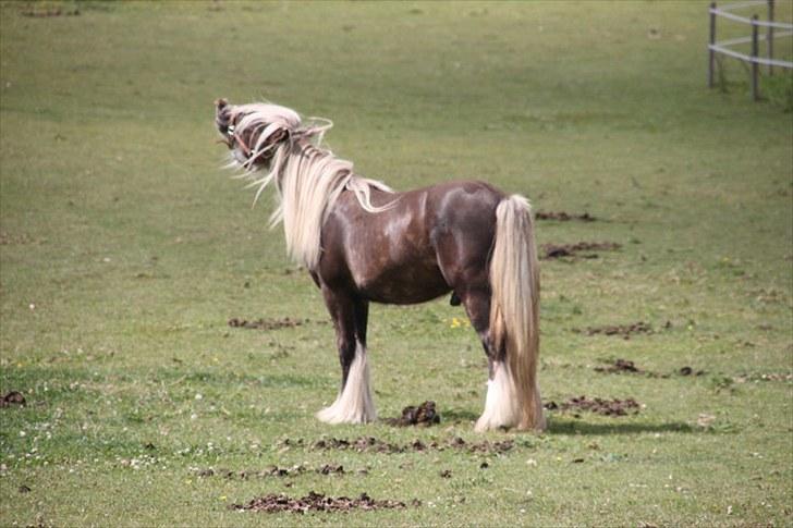 Irish Cob Mr. Morrison *solgt :'(* - Uhh´ er det damer jeg kan lugte? billede 2