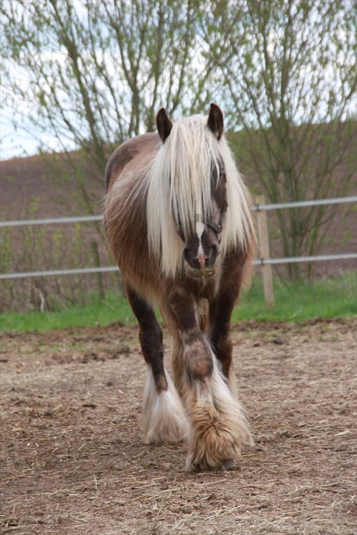 Irish Cob Mr. Morrison *solgt :'(* - "Nu kommer jeg!" billede 4