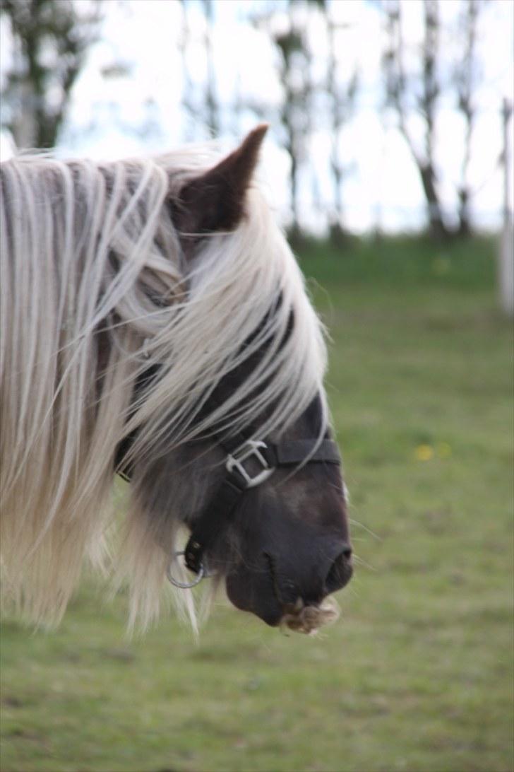 Irish Cob Mr. Morrison *solgt :'(* - Han er så smuk!! billede 5