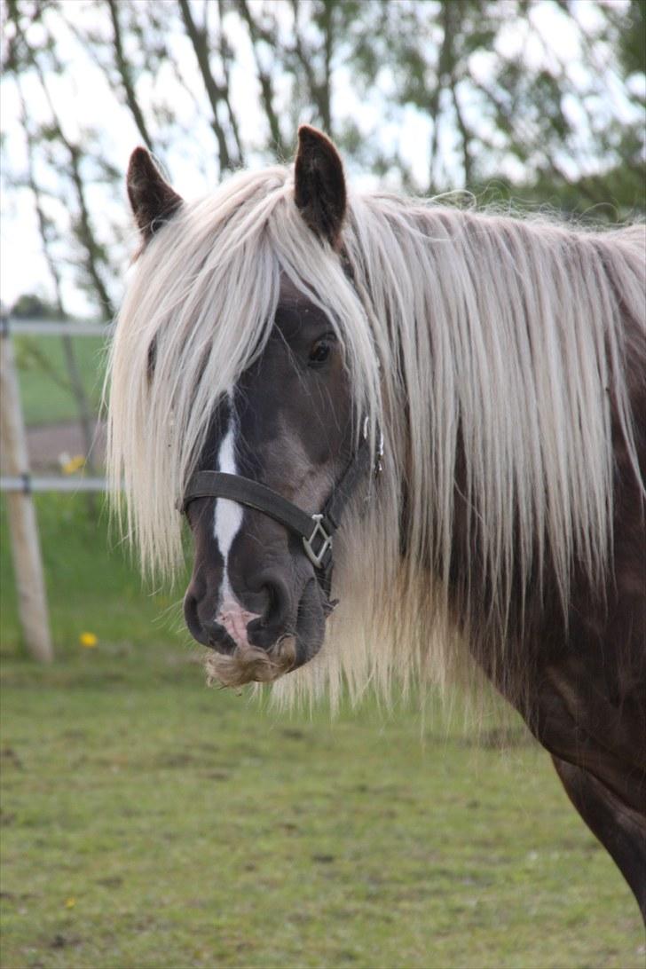 Irish Cob Mr. Morrison *solgt :'(* - "Heeej!!!" billede 6