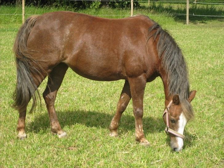 Welsh Pony af Cob-type (sec C) Fanny SOLGT :'( - Smukke Fræser på fold <3 billede 3