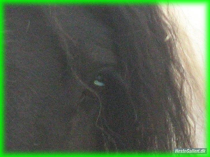 Irish Cob » KOUSGAARDENS SIR MICKEY - 1) "I'm ready to go, I'm ready to climb,
I've quietly been reading your mind.
I don't need a thing, I'm writing a book,
The story's really got me hooked."<3 billede 1