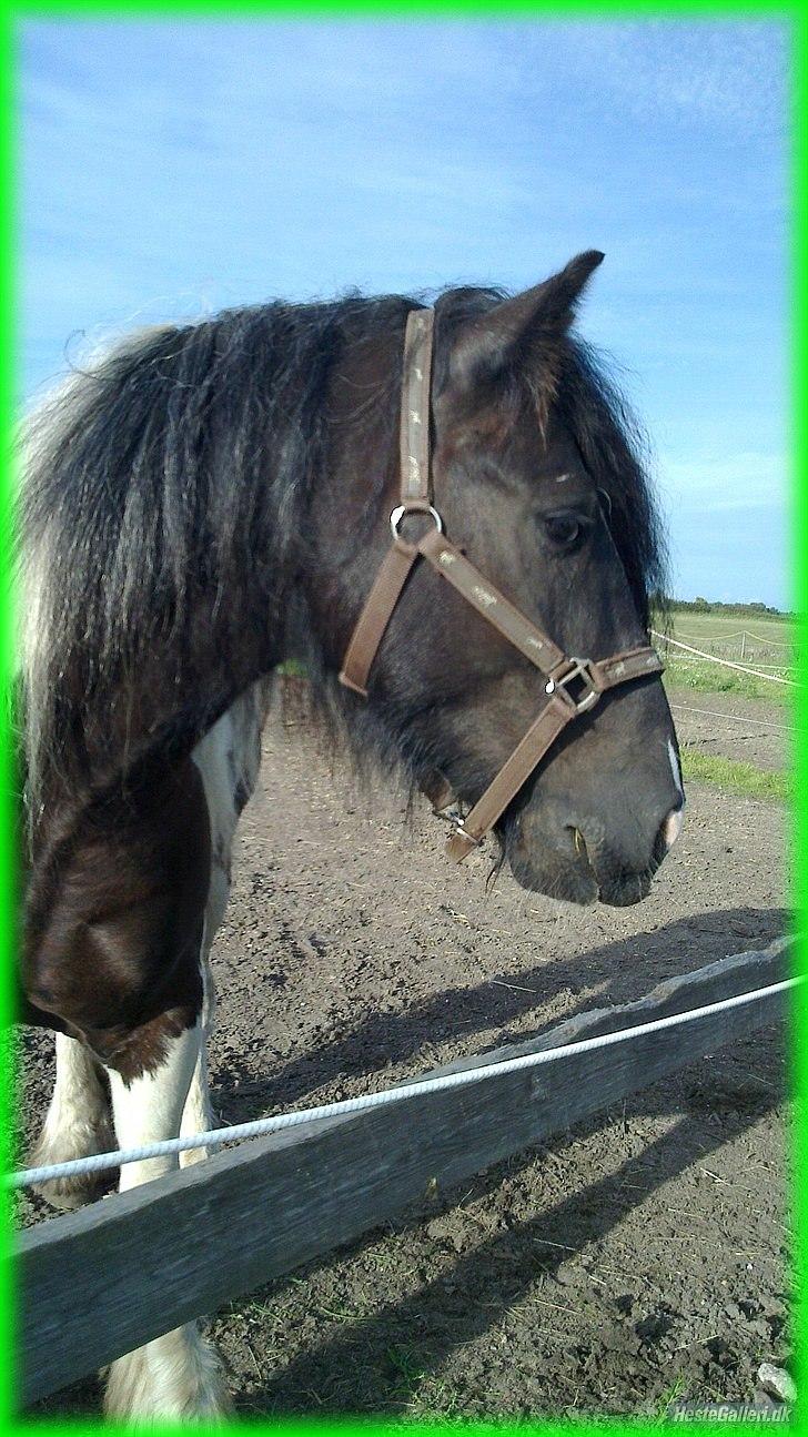 Irish Cob » KOUSGAARDENS SIR MICKEY - 4) "I love you today, yesterday and every tomorrow." <3 :* billede 4