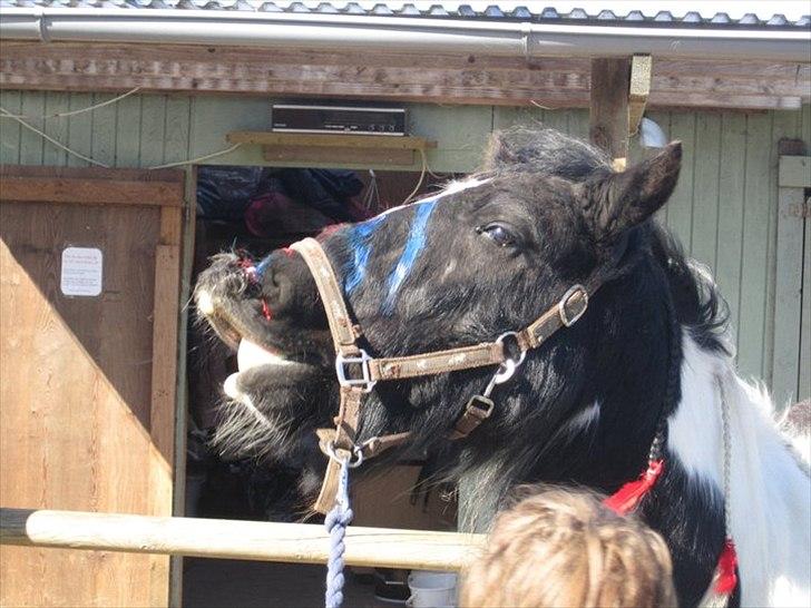 Irish Cob » KOUSGAARDENS SIR MICKEY - 5) "I love you. There is nothing else to do, run and I will run with you." <3 billede 5