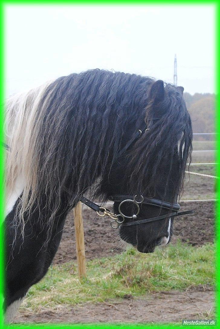 Irish Cob » KOUSGAARDENS SIR MICKEY - 7) "I Love you with the breath, the smiles and the tears of all my life." Foto: Maria Schjerning.<3 billede 7