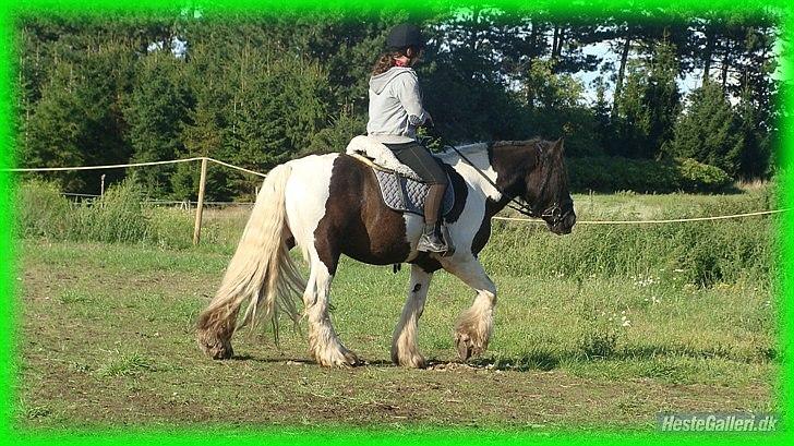 Irish Cob » KOUSGAARDENS SIR MICKEY - 9) "To love.. Is to hope" <3 billede 9