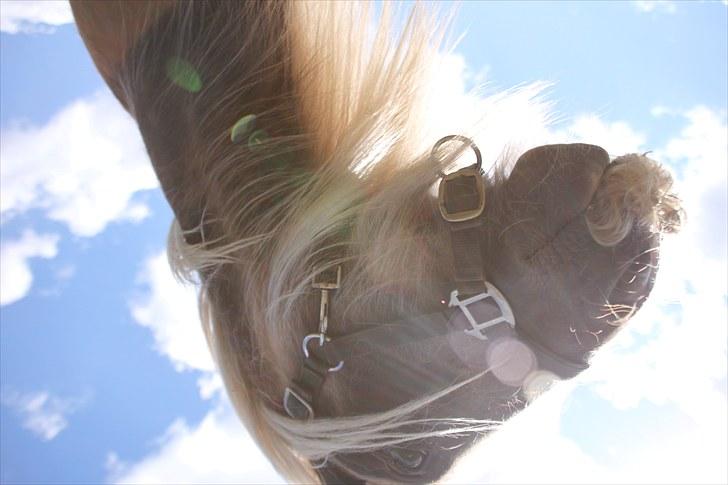 Irish Cob Mr. Morrison *solgt :'(* - Et af mine ynglings billeder af ham! billede 13