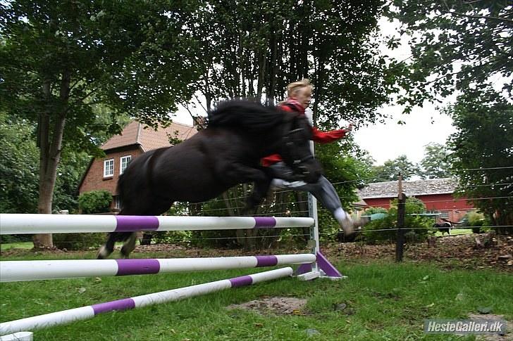 Shetlænder Felix ... billede 6