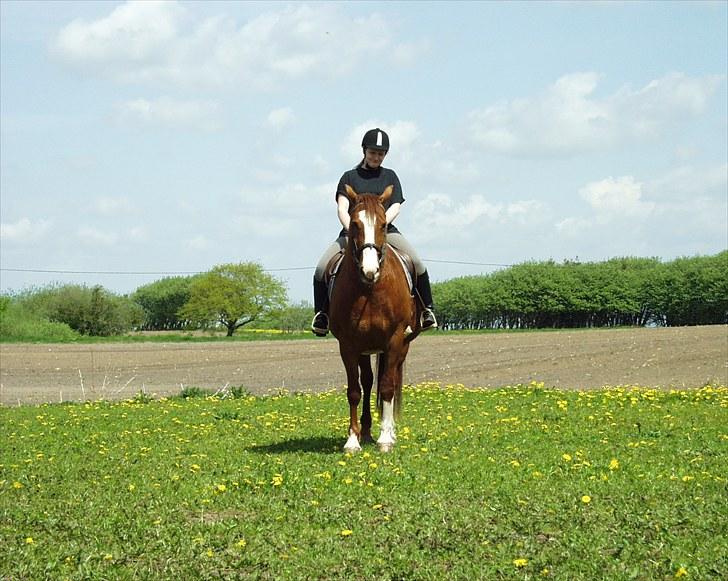 Frederiksborg Findus  billede 19