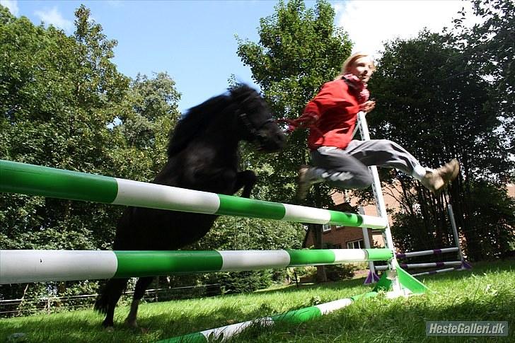 Shetlænder Felix ... billede 7