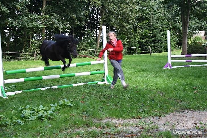 Shetlænder Felix ... billede 8