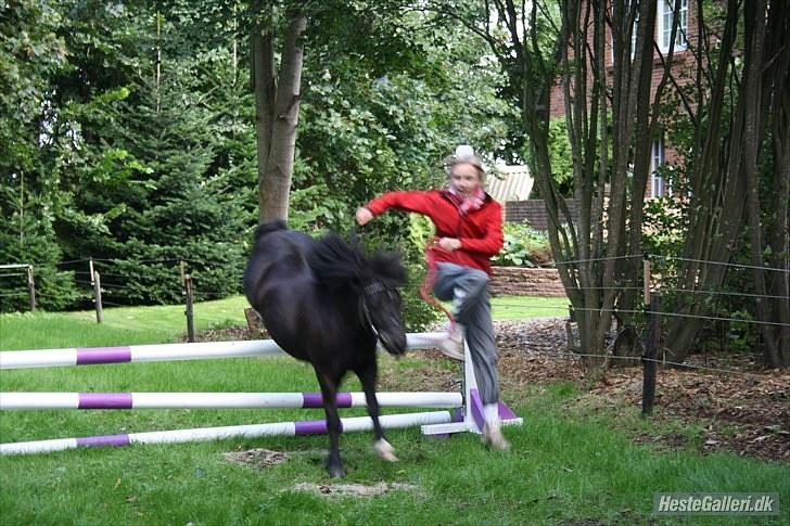 Shetlænder Felix ... billede 9