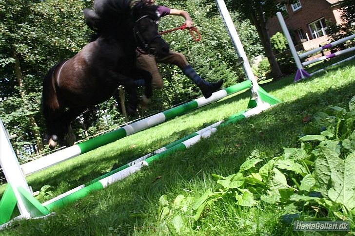 Shetlænder Felix ... billede 10