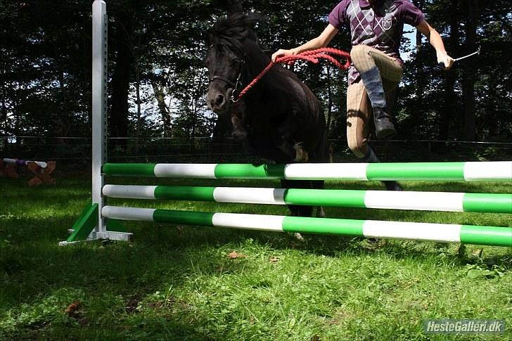 Shetlænder Felix ... billede 11