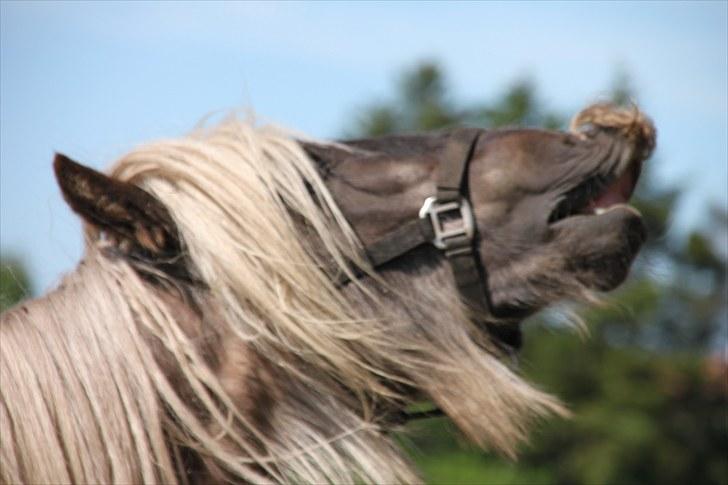 Irish Cob Mr. Morrison *solgt :'(* - De damer lugter squ godt! billede 17