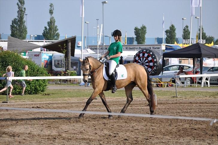 Connemara Skærgårdens Irish Love  - Landsskue i Herning 2010 dressur stævne Lc2 64,8 % (hendes første dressur stævne) billede 5