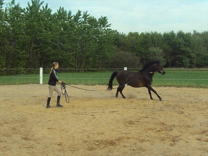 Anden særlig race Maya - Træning fra jorden i rebgrime. - D. 9.5.11  billede 9