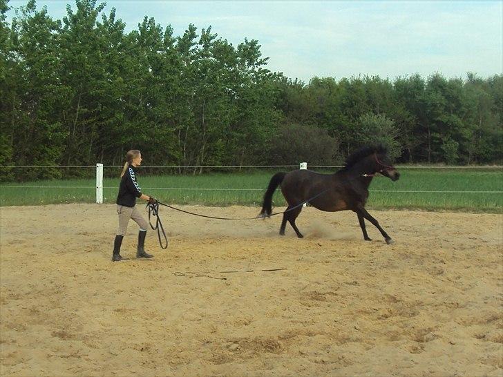 Anden særlig race Maya - Træning fra jorden i rebgrime. - D. 9.5.11  billede 9