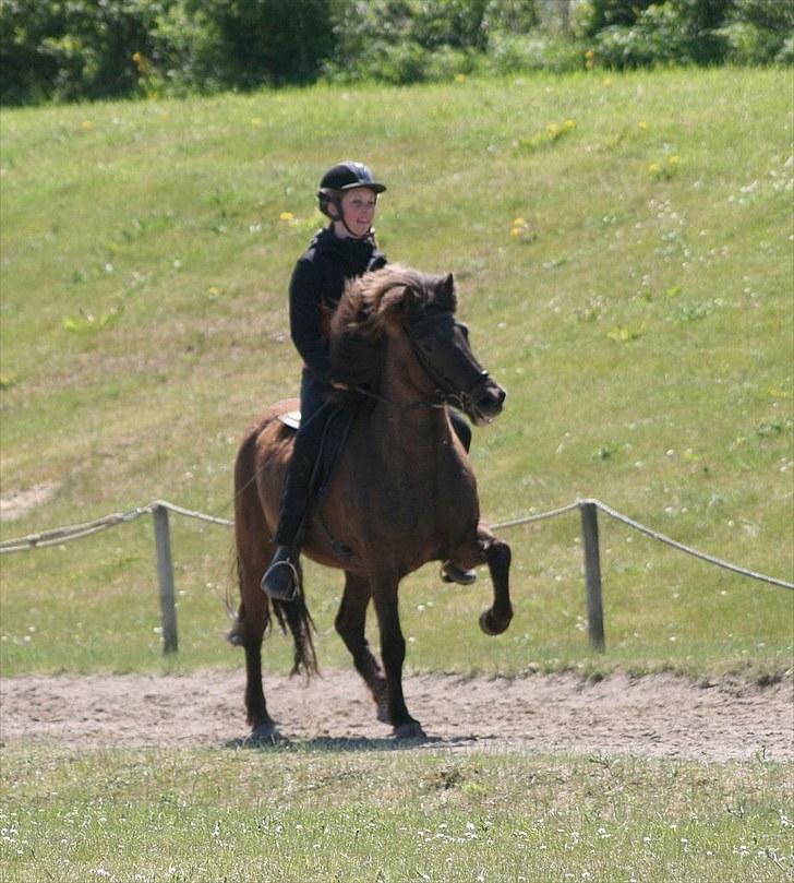 Islænder Kríla fra Thorsvighus - Velkommen til Kríla´s profil - her vores første gang på ovalbane. billede 1