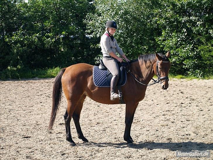 Trakehner BARCARDI ELMEGAARD  billede 8