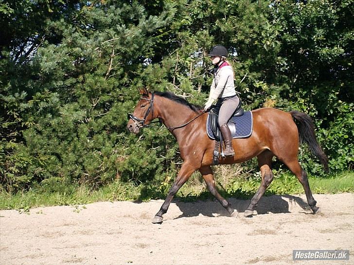 Trakehner BARCARDI ELMEGAARD  billede 9