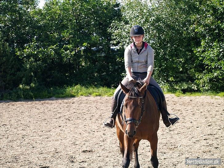 Trakehner BARCARDI ELMEGAARD  billede 10