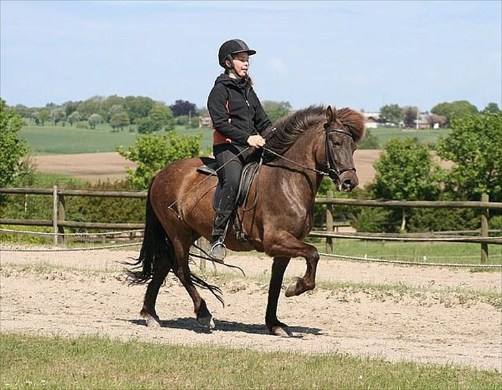 Islænder Kríla fra Thorsvighus - Første gang på ovalbane billede 2