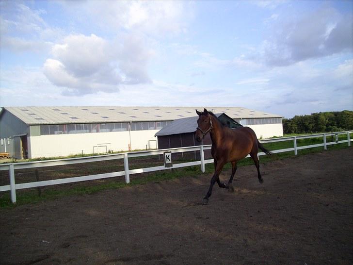 Trakehner BARCARDI ELMEGAARD  billede 11