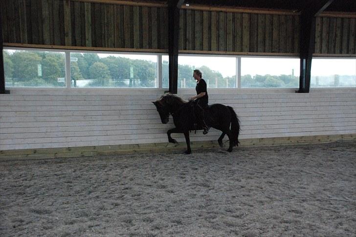 Islænder Kríla fra Thorsvighus - Trav i ridehuset :-) billede 3