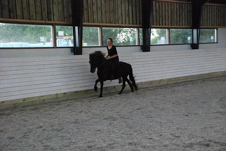 Islænder Kríla fra Thorsvighus - I galop i ridehuset :-) billede 4