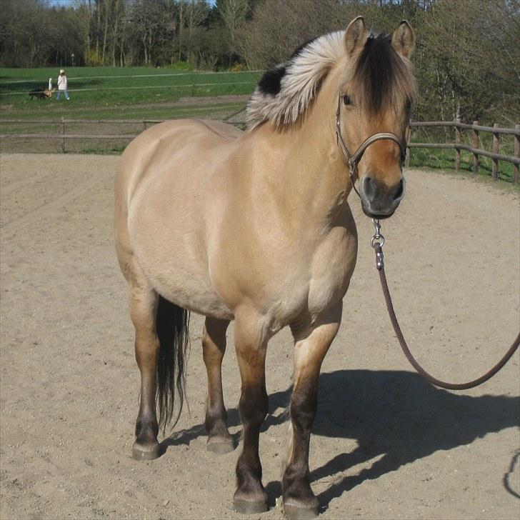 Anden særlig race Trine-Rideskole hest billede 1