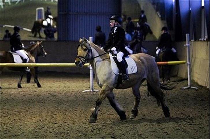 Anden særlig race Trine-Rideskole hest billede 2