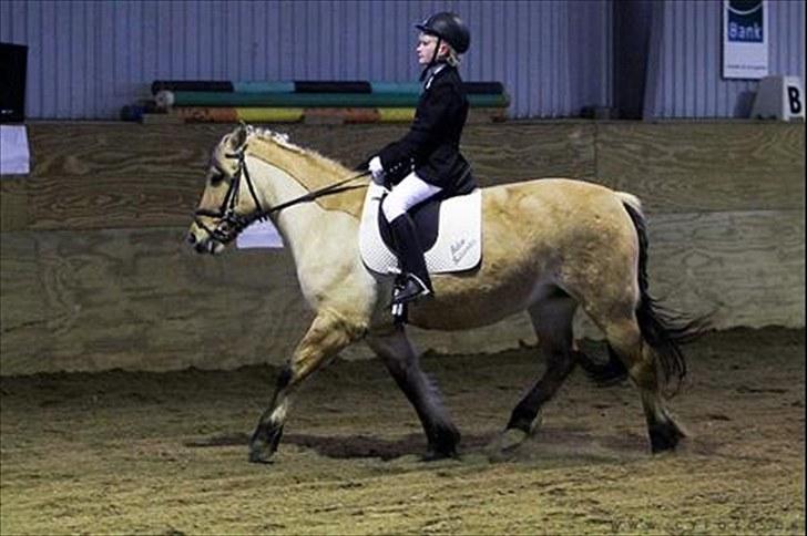 Anden særlig race Trine-Rideskole hest billede 3