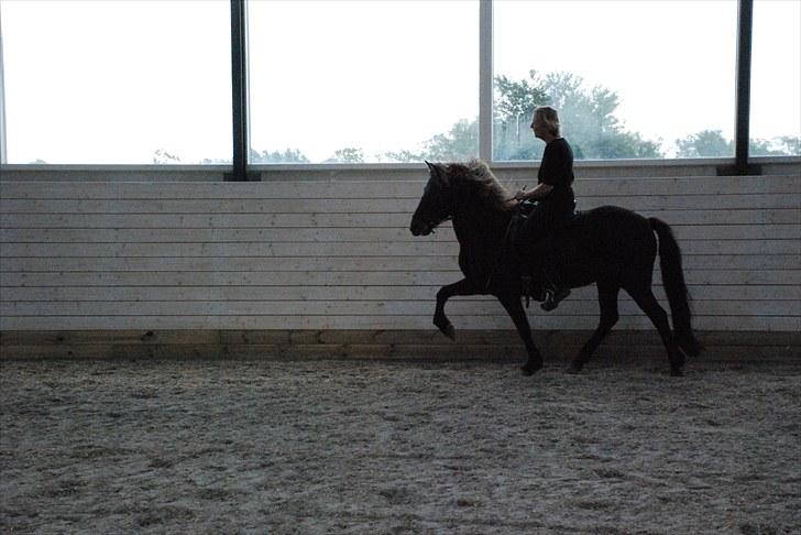 Islænder Kríla fra Thorsvighus - Tølt i ridehus billede 5