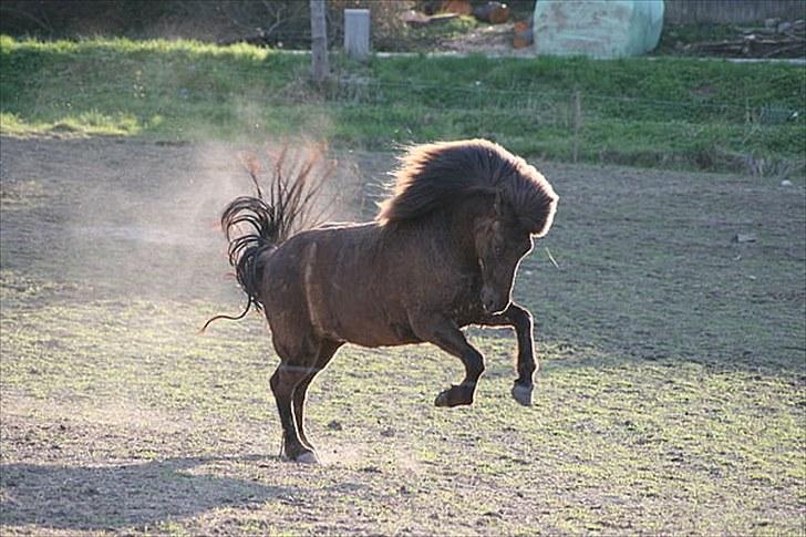 Islænder Kríla fra Thorsvighus - På folden <3 billede 6