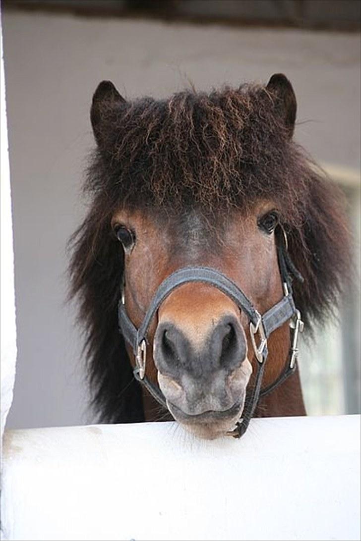 Islænder Kríla fra Thorsvighus - Brormand :-) VERDENSMESTER! billede 7