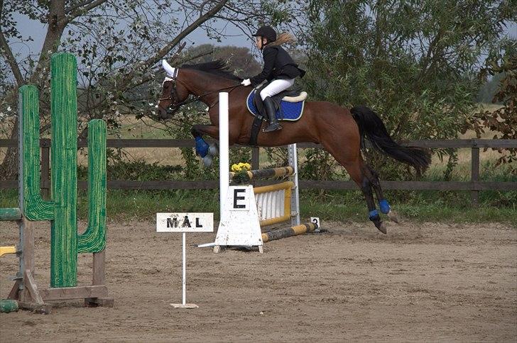 DSP Nørlunds kentucky - kentucky & mig  til stilspring :) billede 1