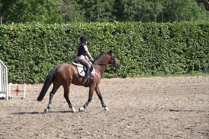 DSP Nørlunds kentucky - kentucky & mig hos Tina Lund :) billede 3